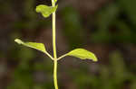 Slender wild basil